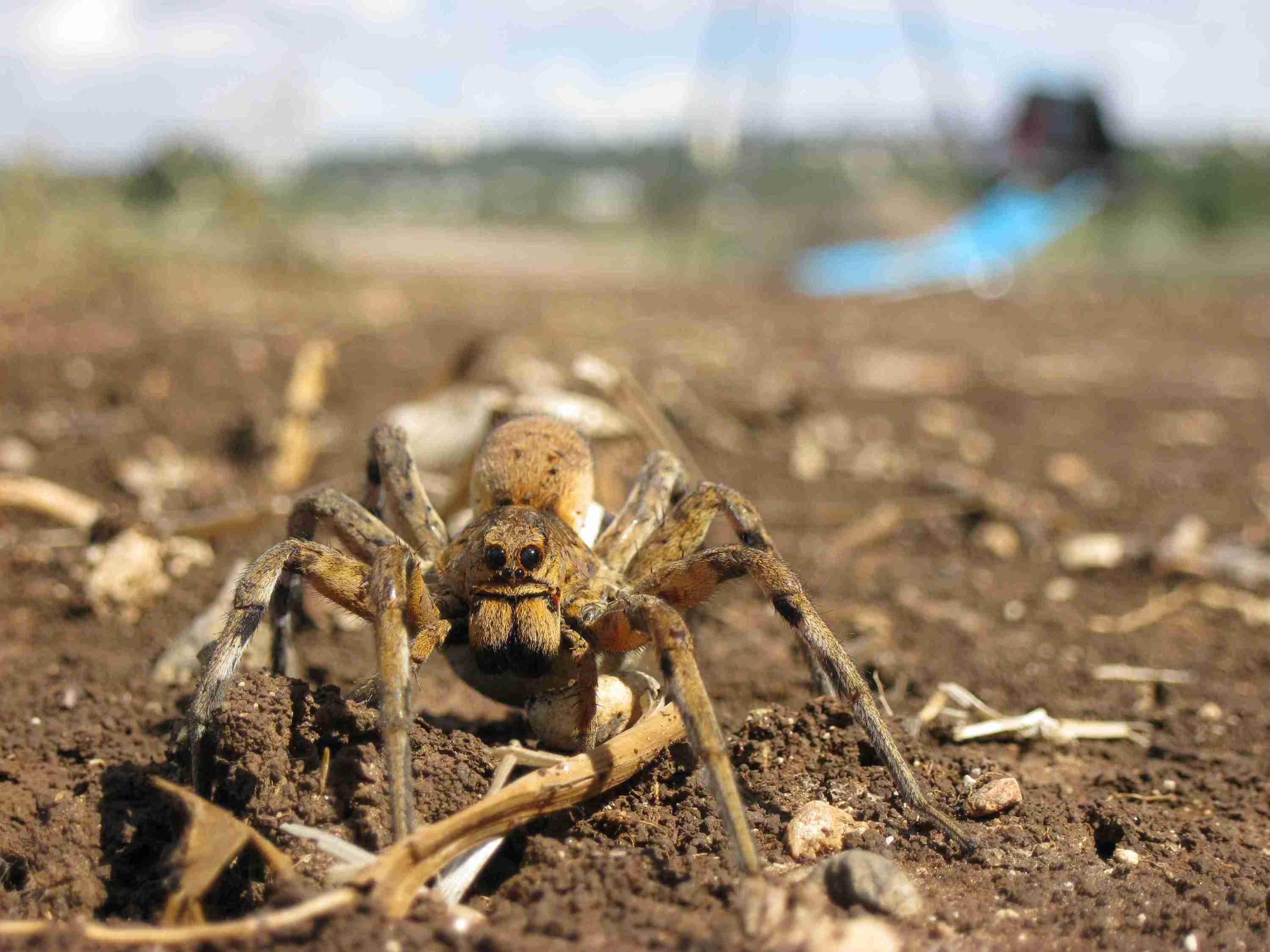 Ragno israeliano (Lycosiidae con ovisacco)
